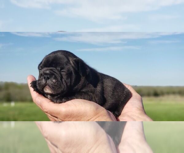 Medium Photo #1 French Bulldog Puppy For Sale in FARMINGTON, MO, USA