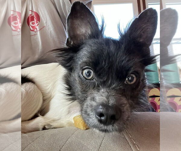 Medium Photo #1 Mutt Puppy For Sale in Candler, NC, USA