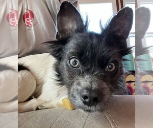 Mutt Dogs for adoption in Candler, NC, USA