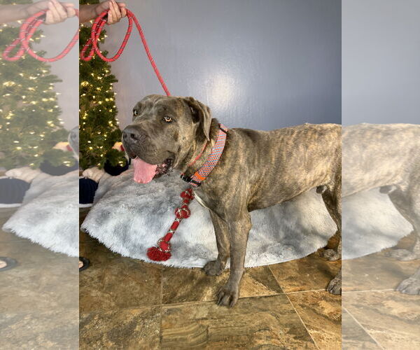 Medium Photo #5 Mutt Puppy For Sale in Goodyear, AZ, USA