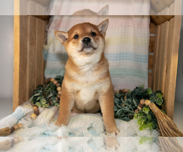 Medium Photo #11 Shiba Inu Puppy For Sale in TOPEKA, IN, USA