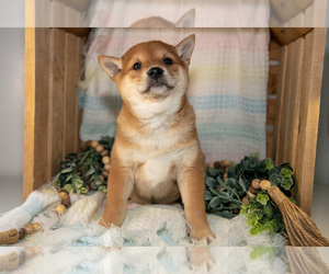 Medium Shiba Inu