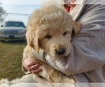 Small Photo #3 Great Pyrenees Puppy For Sale in AGRA, OK, USA