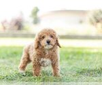 Puppy 7 Poodle (Toy)