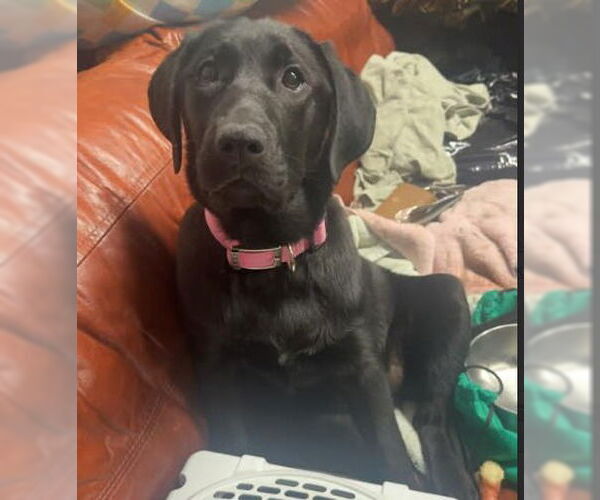 Medium Photo #4 Labrador Retriever-Unknown Mix Puppy For Sale in Canton, CT, USA