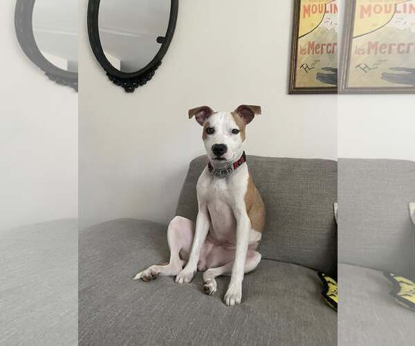 Medium Photo #4 American Pit Bull Terrier-Rat Terrier Mix Puppy For Sale in Wesley Chapel, SC, USA