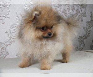 Pomeranian Puppy for sale in Murom, Vladimir, Russia
