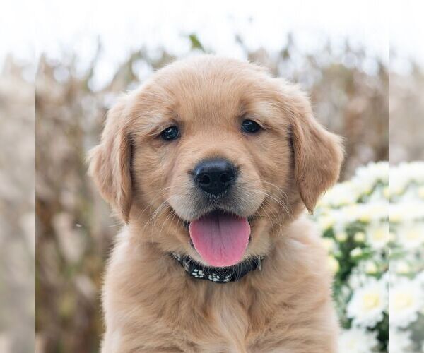 Medium Photo #5 Golden Retriever Puppy For Sale in NEWPORT, PA, USA