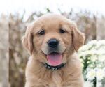 Small #4 Golden Retriever