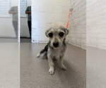 Small Mutt