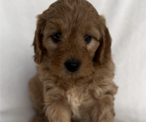 Goldendoodle (Miniature) Puppy for sale in HUMBLE, TX, USA