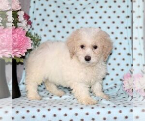 Bordoodle Puppy for sale in RISING SUN, MD, USA