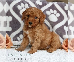 Poodle (Miniature) Puppy for sale in LEOLA, PA, USA