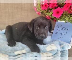 Labrador Retriever Puppy for sale in CLARE, MI, USA
