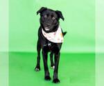 Small #1 Labrador Retriever Mix