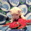 Small Photo #92 Dogo Argentino Puppy For Sale in JANE, MO, USA