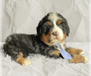 Bernese Mountain Dog Puppy for Sale in LANCASTER, Pennsylvania USA