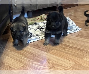 German Shepherd Dog Puppy for Sale in BLOOMFIELD, Indiana USA