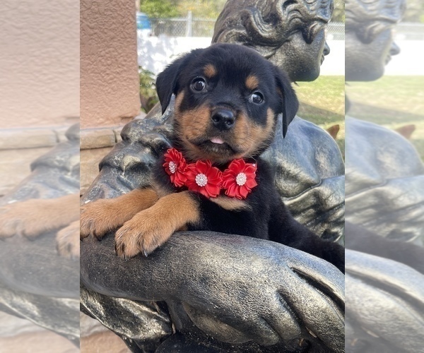 Medium Photo #2 Rottweiler Puppy For Sale in TAMPA, FL, USA