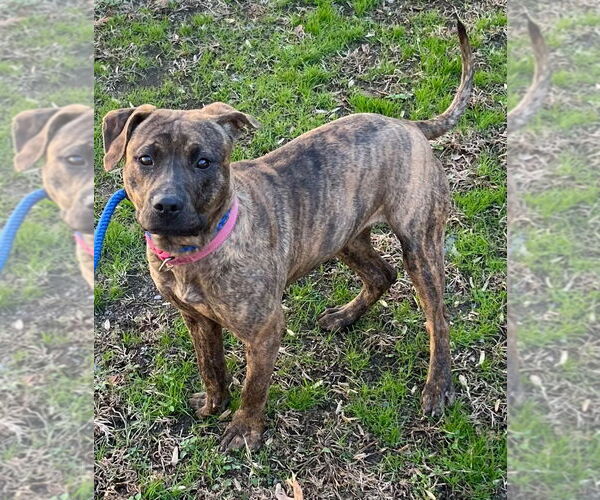 Medium Photo #1 Mutt Puppy For Sale in Tarboro, NC, USA