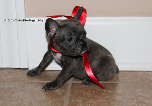 Medium Photo #1 French Bulldog Puppy For Sale in KNOB NOSTER, MO, USA