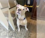 Small Photo #1 Boxer Puppy For Sale in Dumont, NJ, USA