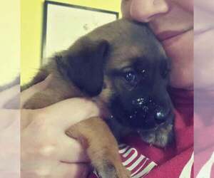 Dachshund-Unknown Mix Dogs for adoption in Aurora, IN, USA