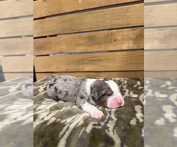 Medium Photo #6 Bernedoodle Puppy For Sale in TROY, NC, USA