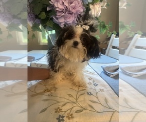 Maltipoo (Toy) Puppy for sale in PUNTA GORDA, FL, USA