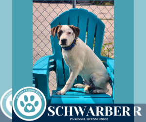 Beagle-Pointer Mix Dogs for adoption in Kimberton, PA, USA