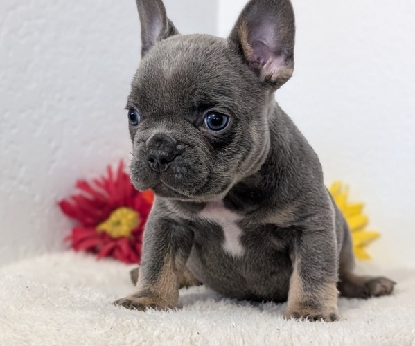 Medium Photo #55 French Bulldog Puppy For Sale in GOSHEN, IN, USA