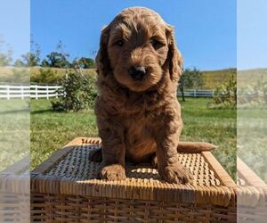 Goldendoodle (Miniature) Puppy for sale in FREDERICKSBURG, OH, USA