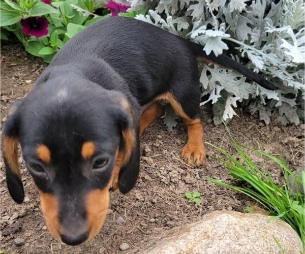 Medium Photo #7 Dachshund Puppy For Sale in WITHEE, WI, USA