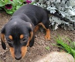 CHIEF - Male Dachshund Puppy for Sale - Photo #7