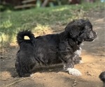 Small Photo #19 Havanese Puppy For Sale in BRISBANE, CA, USA