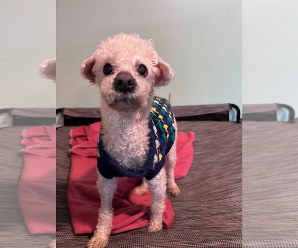 Medium Photo #7 Poodle (Miniature) Puppy For Sale in Pacolet, SC, USA