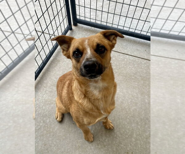 Medium Photo #2 Mutt Puppy For Sale in Bolivar, MO, USA