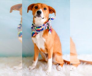 Mutt Dogs for adoption in Greenville, SC, USA