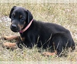 Puppy Duchess Doberman Pinscher