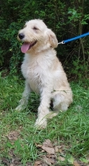 Labradoodle Puppy for sale in ADRIAN, GA, USA