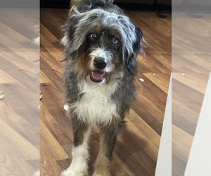 Shepadoodle Puppy for sale in LA GRANGE, NC, USA