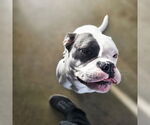 Small #2 Boxer Mix
