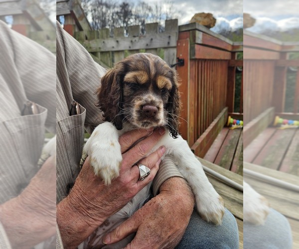 Medium Photo #17 Cocker Spaniel Puppy For Sale in FANCY GAP, VA, USA