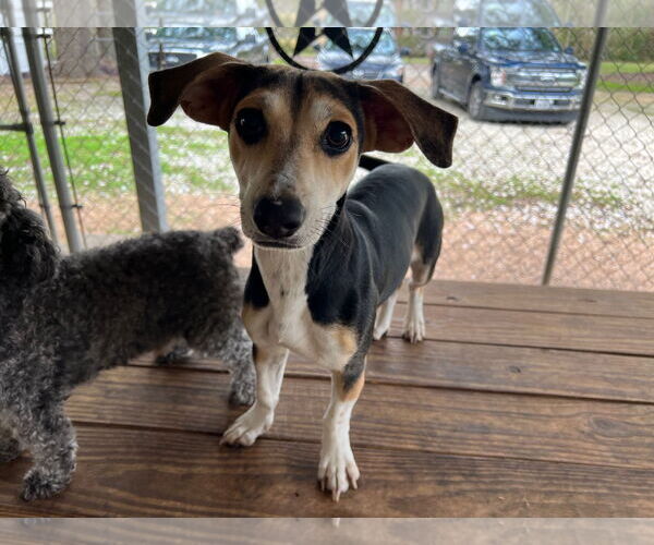 Medium Photo #2 Cheagle Puppy For Sale in Bellevue, WA, USA