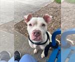 Small #1 American Pit Bull Terrier