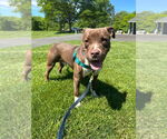 Small #2 American Staffordshire Terrier