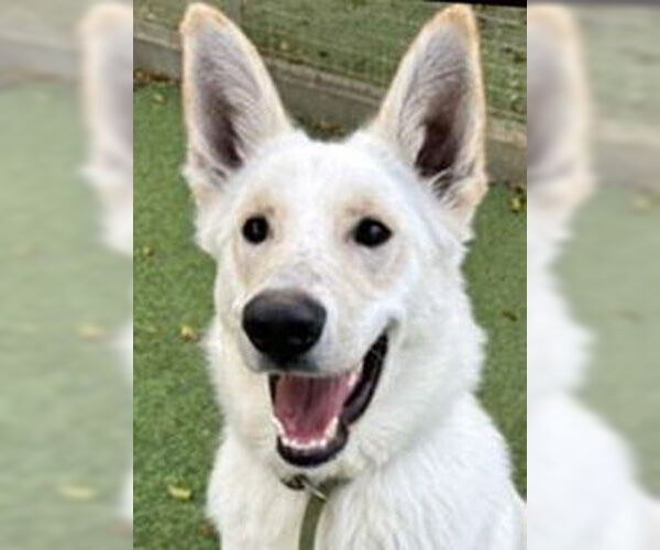 Medium Photo #1 - Mix Puppy For Sale in Phoenix, AZ, USA