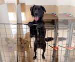 Small #3 Golden Retriever Mix