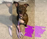 Small #1 American Pit Bull Terrier-American Staffordshire Terrier Mix