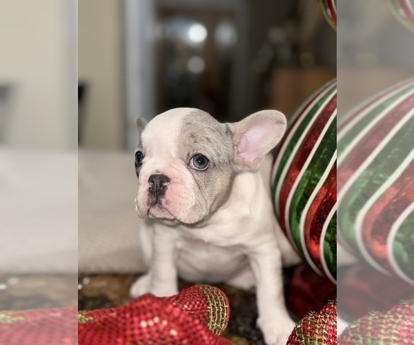 Medium Photo #4 French Bulldog Puppy For Sale in HILTON, NY, USA